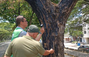 El Dagma examinó árboles perjudicados por el incendio de un bus del MIO
