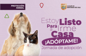 Jornada de adopción 8 de marzo