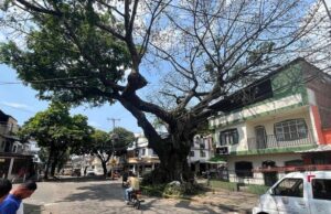 Dagma interviene ceiba centenaria y avanza en plan de mantenimiento arbóreo en Cali