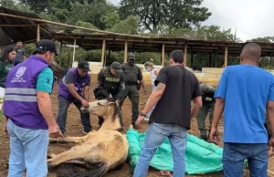 Ante la crueldad animal, el Valle responde y exige a la comunidad romper el silencio