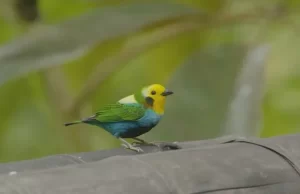 ¡El Valle Canta a la Conservación! Lanzamos la Estrategia «Ciudades de las Aves»