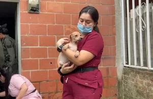 ¡Cali, Pionera Global! Nuestra Ciudad Lidera la Lucha por el Bienestar Animal