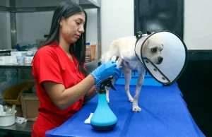 Casos de Moquillo y Parvovirus se Disparan por Falta de Vacunación en Mascotas