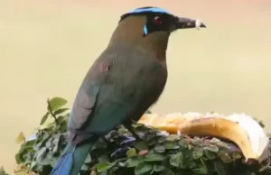 INCIVA te Invita a ‘Observando las Aves en Colombia’: Una Exposición Imperdible en Cali