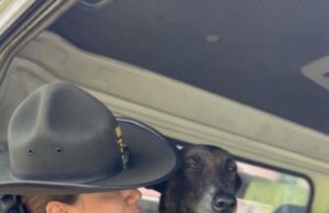 Rescatan a “Fiel”, el perro abandonado en la Comuna 21 cuyo estado de salud conmovió a Cali