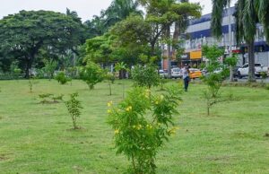 Alcaldía de Cali desmiente tala de árboles en la calle 25 y aclara que se realizará una reubicación controlada