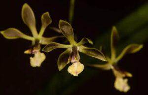Encyclia Tuluaensis: la nueva flor oficial que enaltece el patrimonio natural de Tuluá