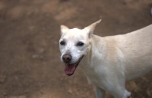 Cali protege a sus mascotas de la pólvora en la temporada decembrina