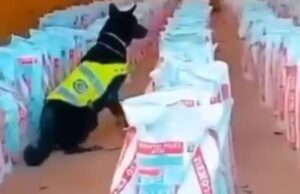 Incautan 14 toneladas de cocaína en Buenaventura, en operación antidrogas