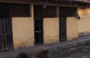 Niña de 4 años perdió la vida tras caer de un caballo en zona rural de Palmira