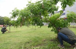 Juzgado niega medida cautelar y avala realización de la Feria de Cali en la Calle 25