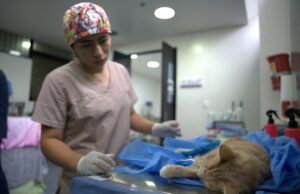 CBA anuncia disponibilidad de cupos gratuitos para esterilización de mascotas en Cali