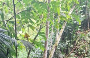 Trágico accidente en la vía Buga–Buenaventura deja dos adultos mayores fallecidos