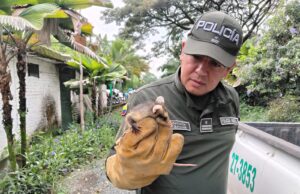 Ofensiva verde en Cali: rescate de fauna y acciones contra la deforestación