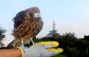 Liberan 16 animales silvestres en el Ecoparque Cristo Rey como parte de su recuperación ambiental