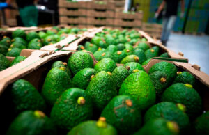 Exportaciones de aguacate hass colombiano crecieron 45,7 % y afianzan su expansión global