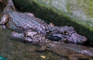 Babilla rescatada en Ciudad Jardín avanza hacia su regreso al hábitat natural
