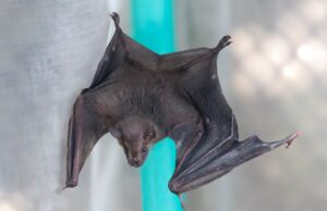 Cali protege a sus murciélagos y llama a derribar mitos sobre su presencia