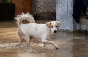 Senado impulsa apoyo para más de 5.500 animales afectados por inundaciones en Córdoba