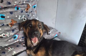 Policías rescatan canino en grave estado de abandono en el municipio de Yotoco