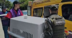 Policía Ambiental rescata animales y captura a mujer por maltrato en Cali