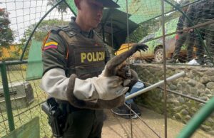 Policía rescata nueve animales silvestres en operativo ambiental en Calima