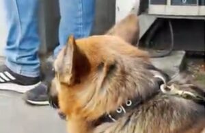 Vallemultihuella, iniciativa pensada en el Bienestar y Seguridad de los Animales Compañeros