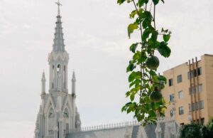 El maracuyá se convierte en aliado ambiental para reverdecer espacios públicos en Cali