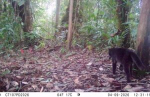 Cámaras trampa captaron por primera vez un tigrillo melánico en zona de conservación del Dagma