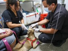El moquillo canino sigue siendo una enfermedad mortal: autoridades emiten recomendaciones