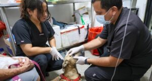 El moquillo canino sigue siendo una enfermedad mortal: autoridades emiten recomendaciones