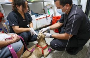 El moquillo canino sigue siendo una enfermedad mortal: autoridades emiten recomendaciones