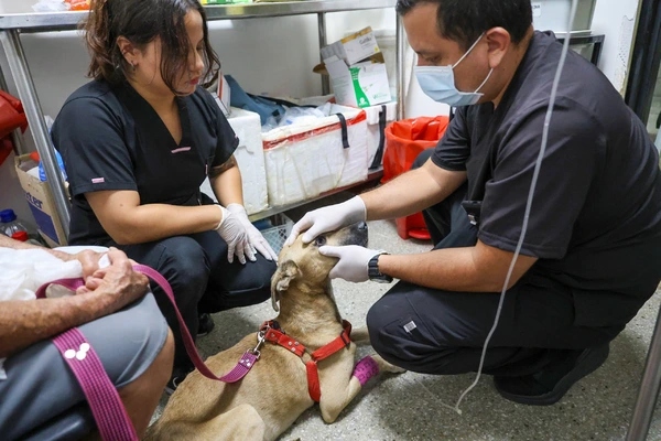 perritos cali