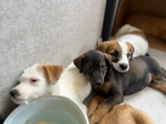 Fallo de la Corte fortalece las acciones del Valle del Cauca a favor de los animales en condición de calle