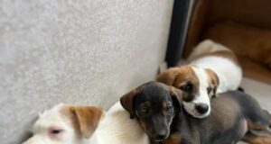 Fallo de la Corte fortalece las acciones del Valle del Cauca a favor de los animales en condición de calle