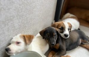 Fallo de la Corte fortalece las acciones del Valle del Cauca a favor de los animales en condición de calle
