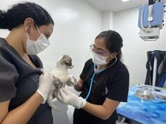 Cali avanza en la construcción de la Política Pública de Protección y Bienestar Animal