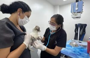Cali avanza en la construcción de la Política Pública de Protección y Bienestar Animal