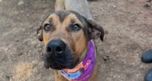 Autoridades entregan recomendaciones para proteger a perros y gatos durante el Fenómeno de El Niño