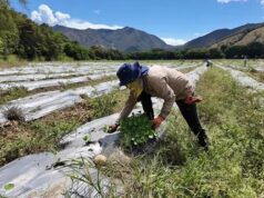 Gobernación del Valle insta al sector agropecuario a prepararse ante posibles efectos del Fenómeno de El Niño