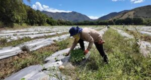Gobernación del Valle insta al sector agropecuario a prepararse ante posibles efectos del Fenómeno de El Niño