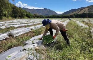 Gobernación del Valle insta al sector agropecuario a prepararse ante posibles efectos del Fenómeno de El Niño