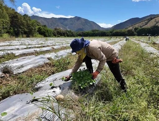 Gobernación del Valle insta al sector agropecuario a prepararse ante posibles efectos del Fenómeno de El Niño