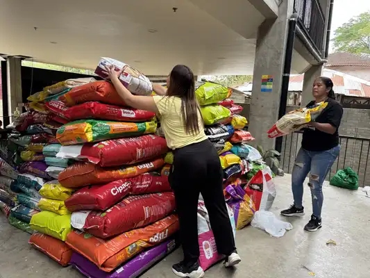 alimentos perritos